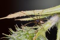 La Malmignatte des maisons. Une femelle (Araneae - Theridiidae - Steatoda triangulosa)